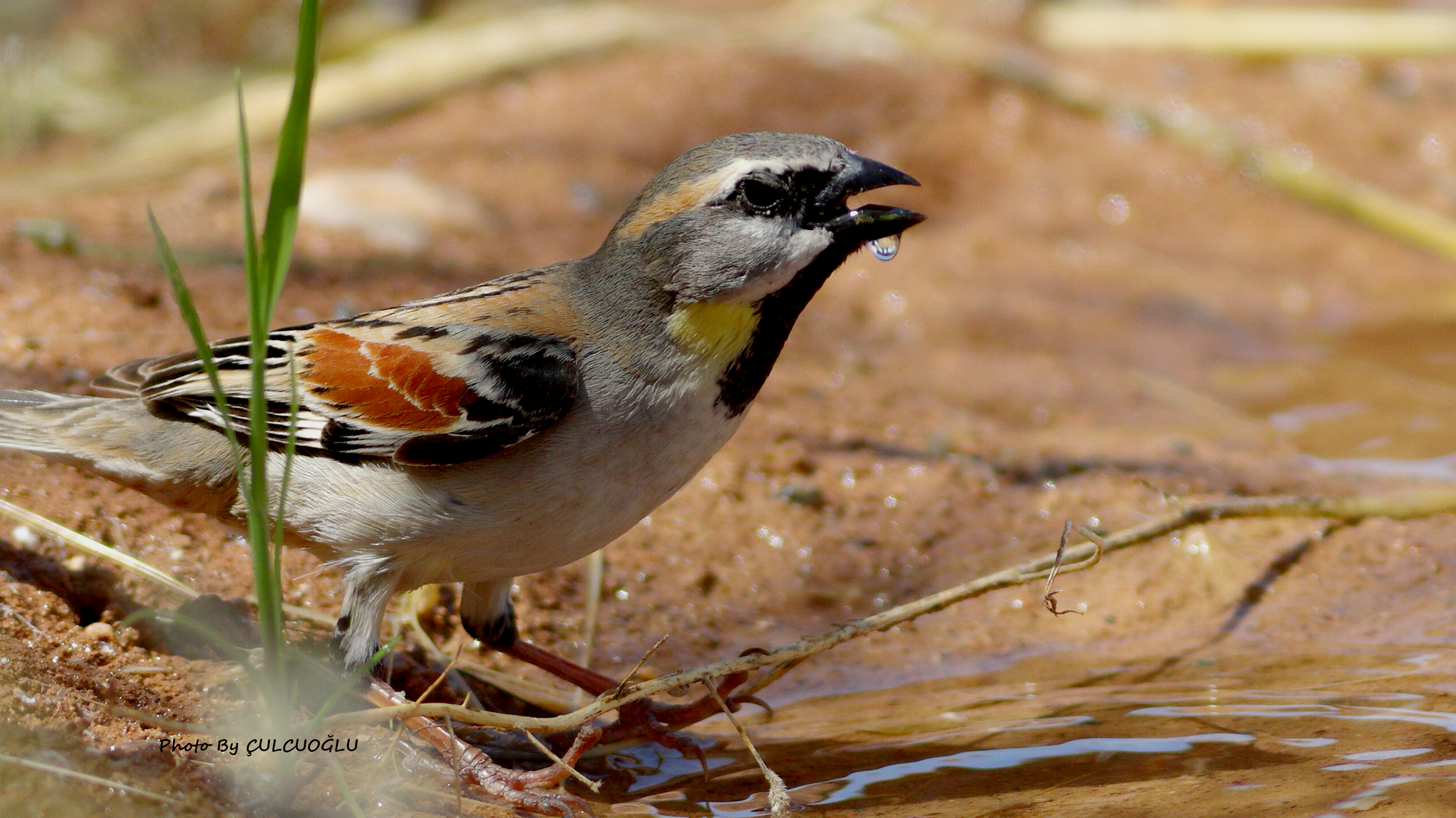 Dead Sea Sparrow